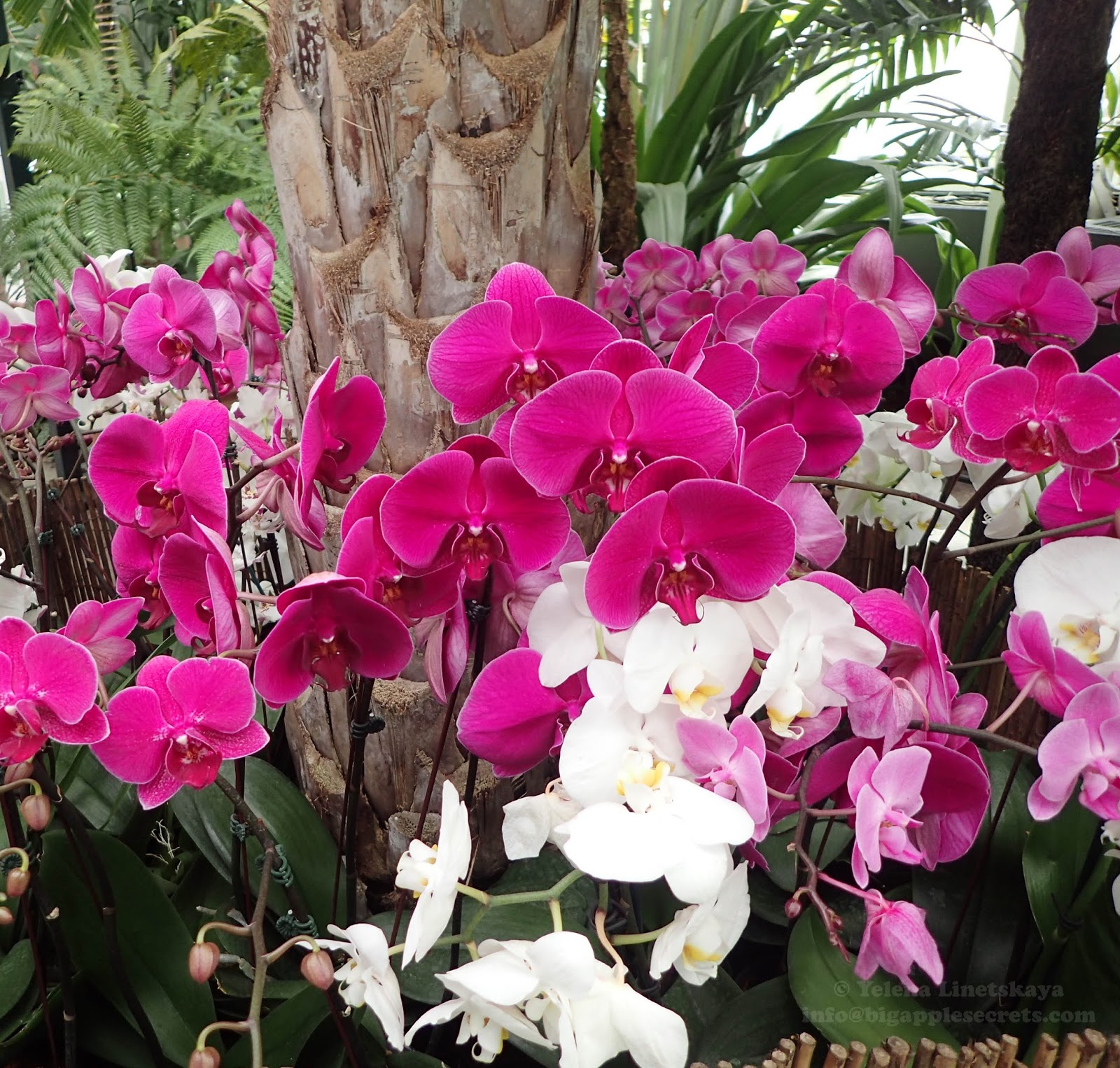 Он находится в верхнем парке, немного выше розария. Progulki Po Nyu Jorku Vystavka Orhidej V Botanicheskom Sadu Mart 2018