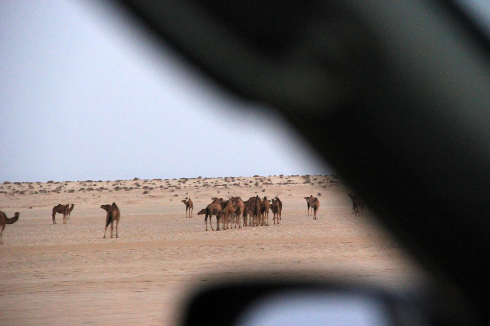 Стоимость экскурсии в сахару может быть немного разной в зависимости от места, где вы будете отдыхать. Ekskursiya V Saharu Vtoroj Den