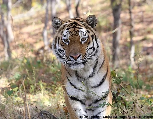 Оцени красоту приморского края в 2016 году. Zagorodnye Ekskursii Ekskursii V Primore