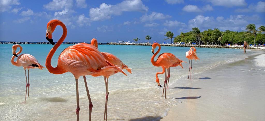 Эксклюзивные Туры Аруба Цены&nbsp;2022