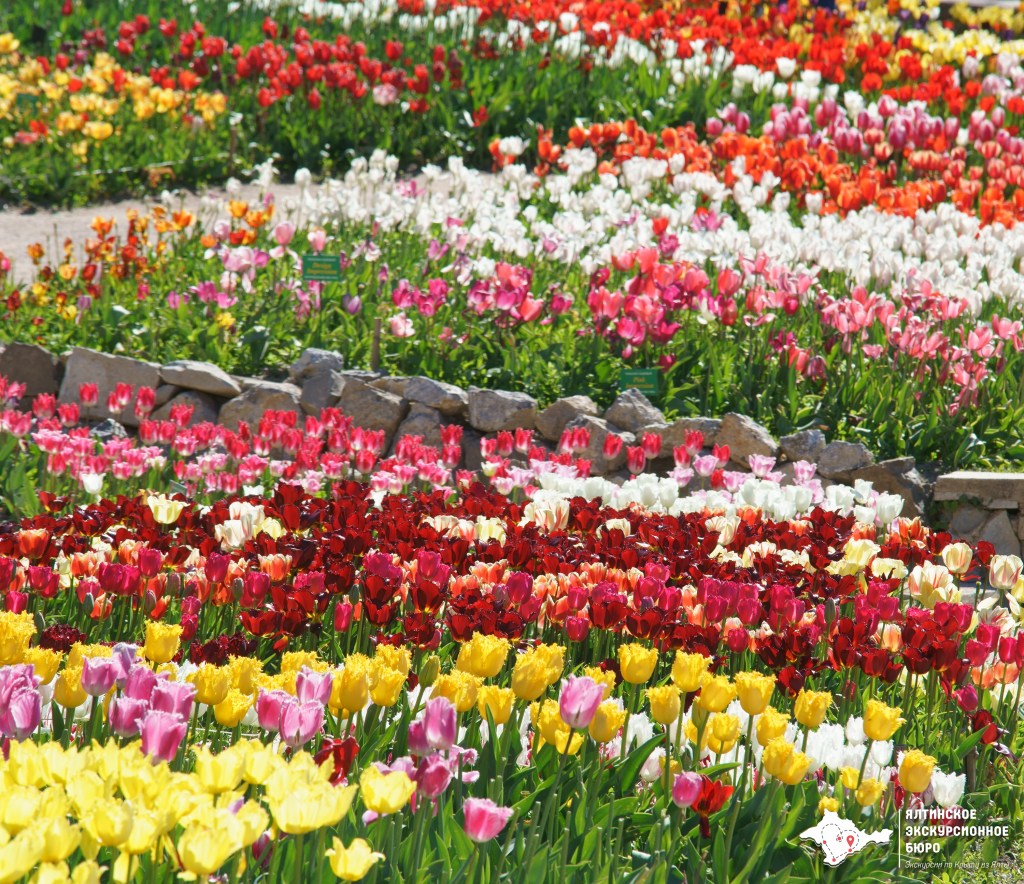 33+ Никитский Ботанический Сад Онлайн Экскурсия Картинки